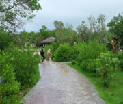 koh-rapu-mangrove-4